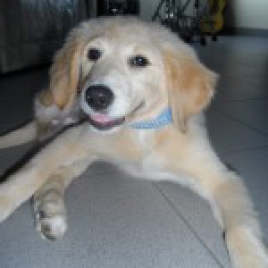Laika, de Golden Retriever
