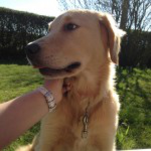 Laika, de Golden Retriever
