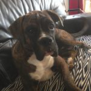 La&iuml;ko, le Boxer2