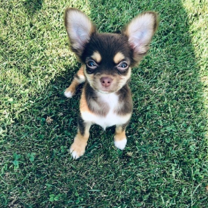 Lana, de Chihuahua