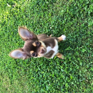Lana, de Chihuahua