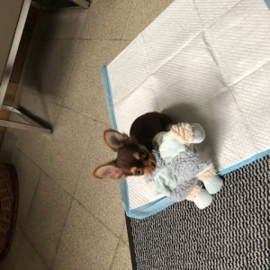 Lana, de Chihuahua