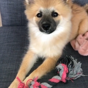 Laya, de Dwergkees / Keeshond / Pomeriaan