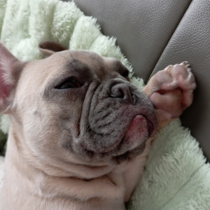 Leah, de Franse Bulldog