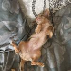 Lee Mey, de Chihuahua