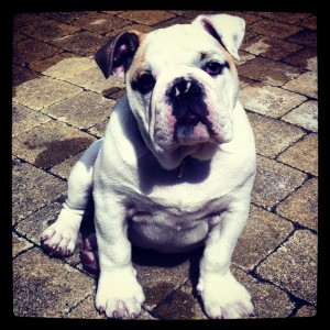 Lemmy, de Engelse Bulldog