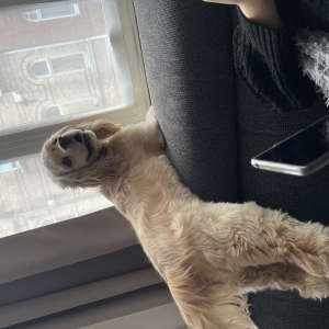 Leyla, de Amerikaanse cocker