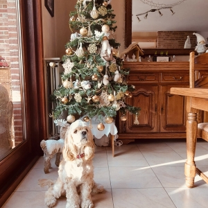 Leyla, de Amerikaanse cocker