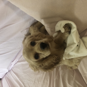 Lilly, de Amerikaanse cocker