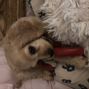 Lilly, de Amerikaanse cocker