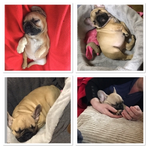 Lilly, de Franse Bulldog