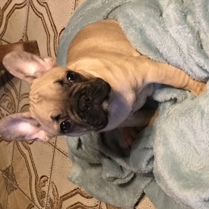 Lilly, de Franse Bulldog