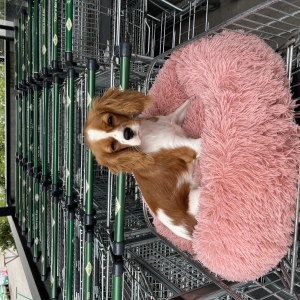 Lilo, de Cavalier King Charles Spaniël