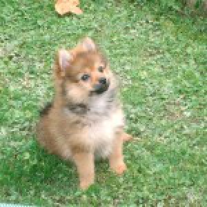 Lilou, le Spitz Nain2