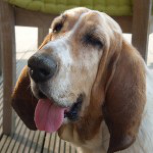Lola, onze Basset