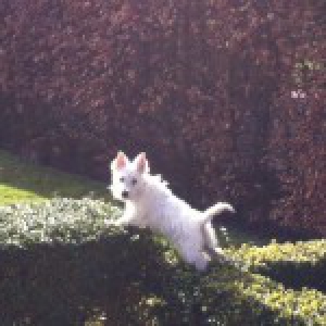 Lotte, de West Highland White Terrier