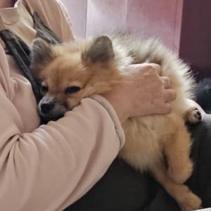 Lou&rsquo;ke, de Dwergkees / Keeshond / Pomeriaan