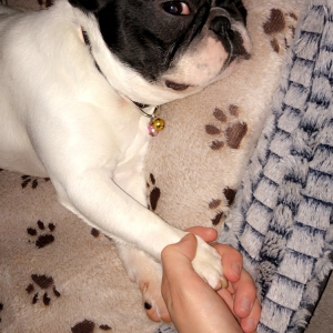 Loulou, le Bouledogue Fran&ccedil;ais