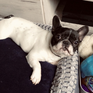 Loulou, le Bouledogue Fran&ccedil;ais