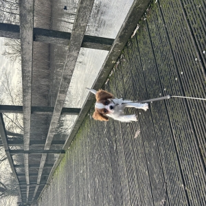 Loulou, de Cavalier King Charles Spaniël