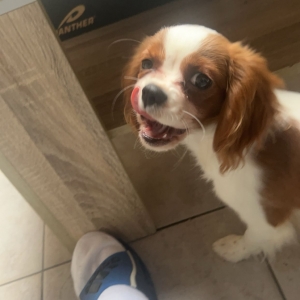 Loulou, de Cavalier King Charles Spaniël