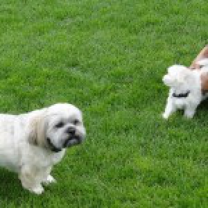 Loulou, de Maltezer