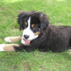 Louna, le Bouvier Bernois