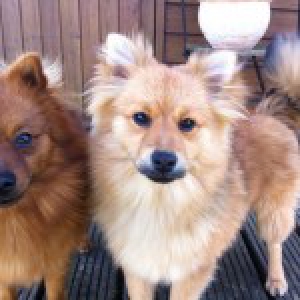 Lowietje en Pojke, de keeshondjes