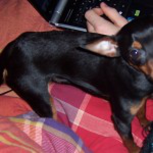 Lucka, de Dwergpinscher