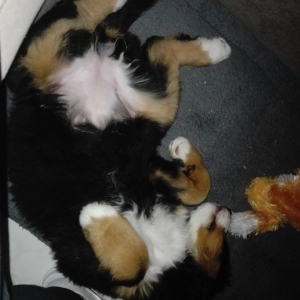 Luna, de Berner Sennen