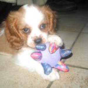 Luna, de Cavalier King Charles Spani&euml;l