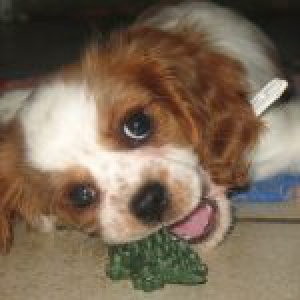 Luna, de Cavalier King Charles Spani&euml;l