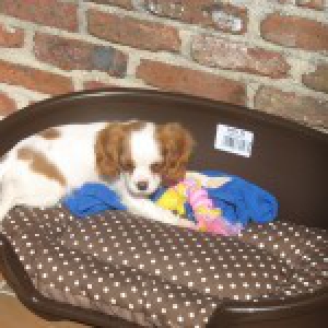 Luna, de Cavalier King Charles