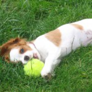 Luna, de Cavalier King Charles