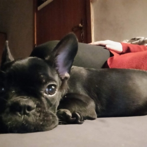 Luna, de Franse Bulldog
