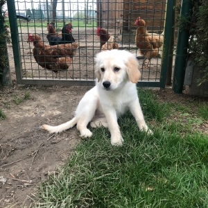 Luna, de Golden Retriever