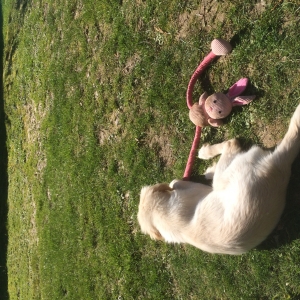 Luna, de Golden Retriever