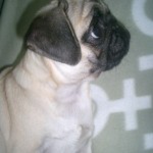 Luna, de Mops