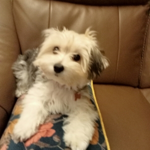 Luna, de Zeer leuke kruisingen