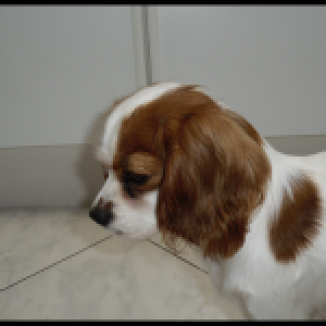 Luna, onze Cavalier King Charles