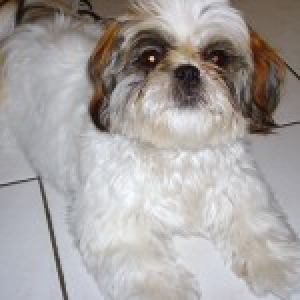 Maika & Haiko de Shih Tzu's