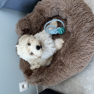 Marcel, de Zeer leuke kruisingen