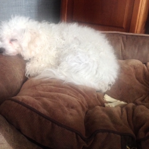 Marie, de Bichon Fris&eacute;