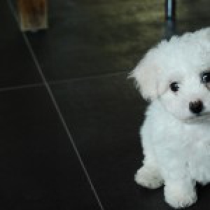 Marie, de Bichon Fris&eacute;