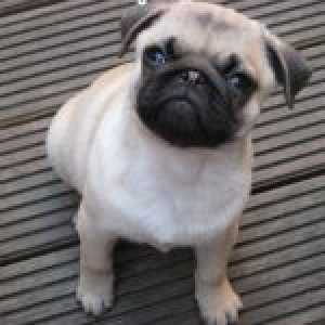 Marietje, de Mopshond