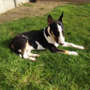 Marley, de Bull Terrier