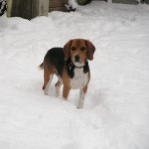 Mauro, de Beagle
