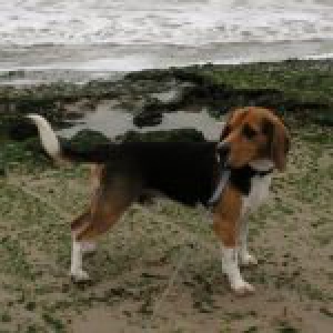 Mauro, de Beagle