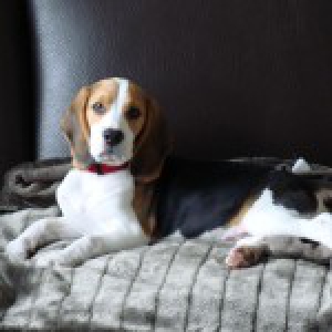 Max, de Beagle