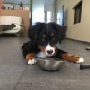 Max, de Berner Sennen